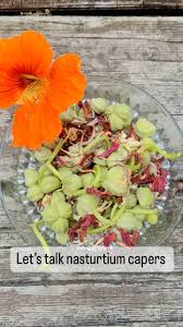 Attēlu rezultāti vaicājumam “Tropaeolum majus bud”