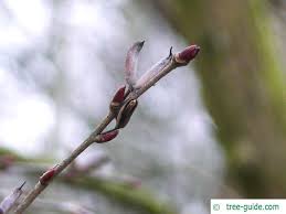 Attēlu rezultāti vaicājumam “Cercidiphyllum japonicum fruit”