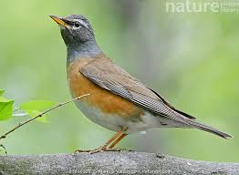 Image result for Turdus obscurus