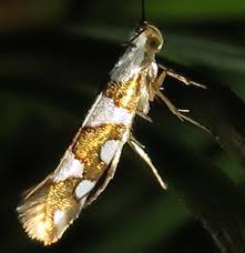 Attēlu rezultāti vaicājumam “Argyresthiidae”