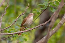 Image result for Luscinia sibilans