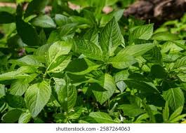 Attēlu rezultāti vaicājumam “Mercurialis perennis leaf”