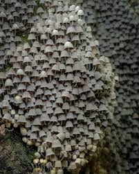 Attēlu rezultāti vaicājumam “Coprinus disseminatus”