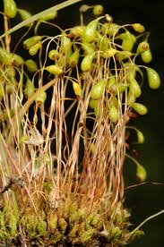 Attēlu rezultāti vaicājumam “Funaria hygrometrica”