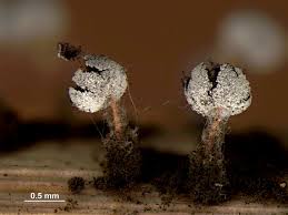 Attēlu rezultāti vaicājumam “Didymium bahiense macro”