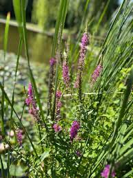 Attēlu rezultāti vaicājumam “Lythrum salicaria fruit”