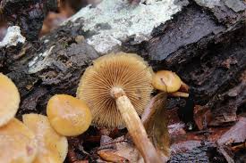 Attēlu rezultāti vaicājumam “Galerina marginata”