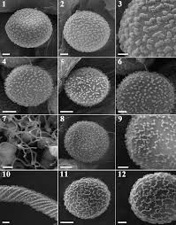 Attēlu rezultāti vaicājumam “Diderma testaceum”