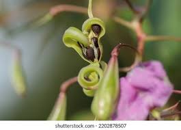 Attēlu rezultāti vaicājumam “Impatiens glandulifera fruit”