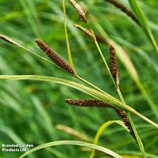 Attēlu rezultāti vaicājumam “Carex acuta leaf”