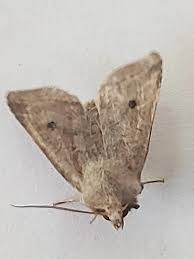 Attēlu rezultāti vaicājumam “Agrochola helvola imago”