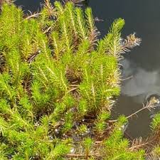 Attēlu rezultāti vaicājumam “Haloragaceae”