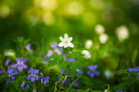 Attēlu rezultāti vaicājumam “Viola reichenbachiana leaf”