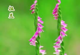 「扭蘭」的圖片搜尋結果