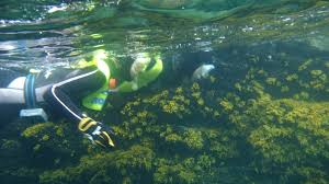 Image result for Wyndley Seals Snorkelling Club