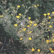 Attēlu rezultāti vaicājumam “Potentilla argentea leaf”