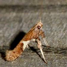 Attēlu rezultāti vaicājumam “Caloptilia stigmatella”