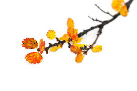 Attēlu rezultāti vaicājumam “Betula nana flower”