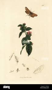 Attēlu rezultāti vaicājumam “Taleporia tubulosa”