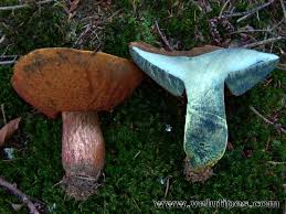 Attēlu rezultāti vaicājumam “Sutorius luridiformis”