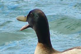 Attēlu rezultāti vaicājumam “Anas platyrhynchos male”