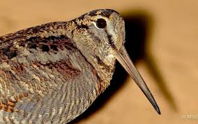 Attēlu rezultāti vaicājumam “Scolopax rusticola juvenile”