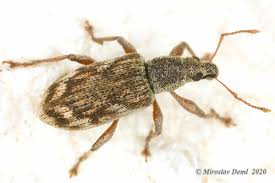 Attēlu rezultāti vaicājumam “Polydrusus tereticollis”