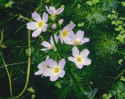 Attēlu rezultāti vaicājumam “Hottonia palustris leaf”