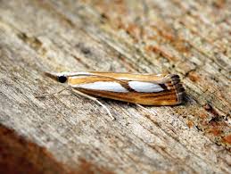 Attēlu rezultāti vaicājumam “Catoptria permutatellus”