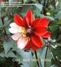 Image result for Dahlia `Red Skin`