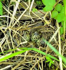 Attēlu rezultāti vaicājumam “Gallinago gallinago eggs”