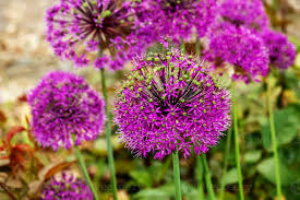 Attēlu rezultāti vaicājumam “Allium holandicum”