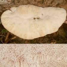 Attēlu rezultāti vaicājumam “Aurantiporus fissilis”