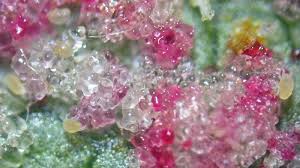 Attēlu rezultāti vaicājumam “Acalitus longisetosus”