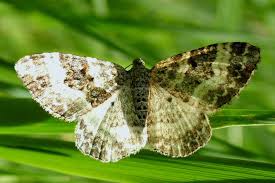 Attēlu rezultāti vaicājumam “Epirrhoe”