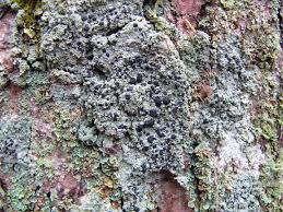 Attēlu rezultāti vaicājumam “Mycoblastus sanguinarius”