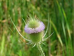 Attēlu rezultāti vaicājumam “Dipsacus fullonum fruit”