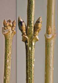 Attēlu rezultāti vaicājumam “Forsythia suspensa flower”