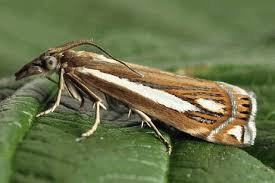 Attēlu rezultāti vaicājumam “Crambus heringiellus”