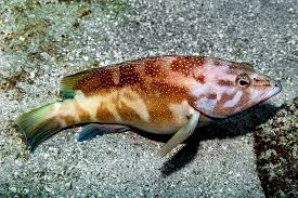 Image result for Cephalopholis fulva