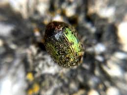 Attēlu rezultāti vaicājumam “Cytilus sericeus”