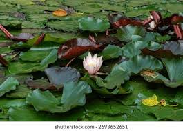 Attēlu rezultāti vaicājumam “Nymphaea alba”