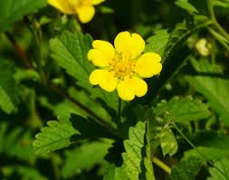 Attēlu rezultāti vaicājumam “Potentilla reptans flower”