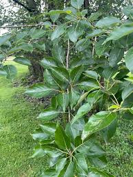 Attēlu rezultāti vaicājumam “Populus x gileadensis leaf”