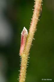 Attēlu rezultāti vaicājumam “Saxifraga cymbalaria fruit”