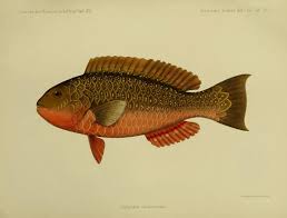 Image result for Calotomus carolinus