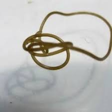 Attēlu rezultāti vaicājumam “Gordius aquaticus”