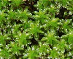 Attēlu rezultāti vaicājumam “Syntrichia”