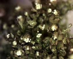 Attēlu rezultāti vaicājumam “Lophozia ventricosa”