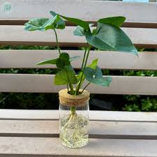 「綠羽毛」的圖片搜尋結果